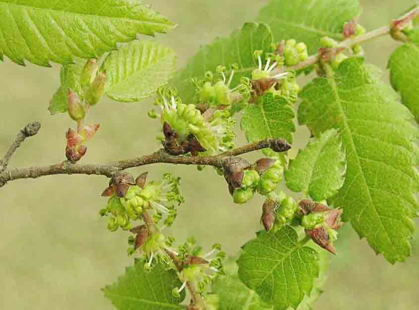 櫸樹1.jpg 櫸樹1.jpg