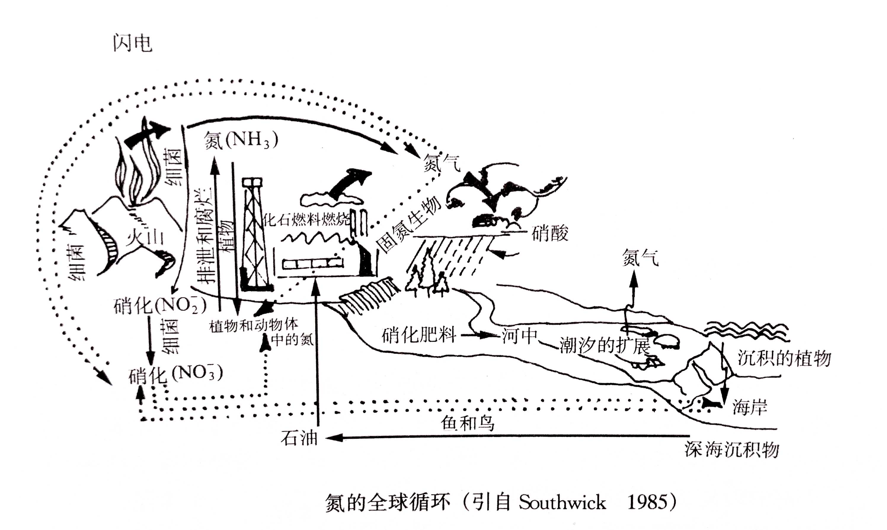 生態(tài)系統(tǒng)的物質(zhì)循環(huán)——氮、磷、硫循環(huán)