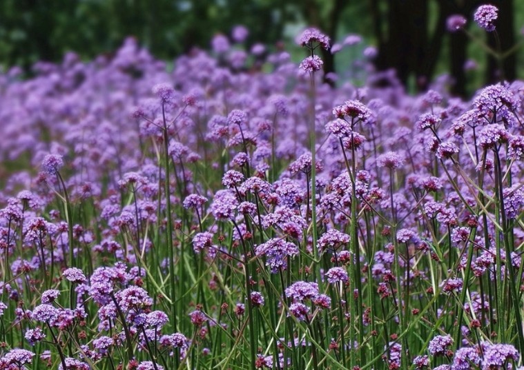 柳葉馬鞭??11.jpg 柳葉馬鞭??11.jpg